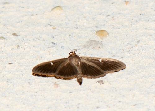 Cydalima perspectalis